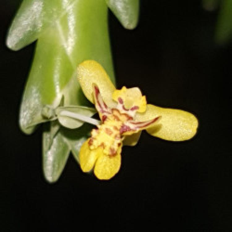 Lockhartia goyazensis