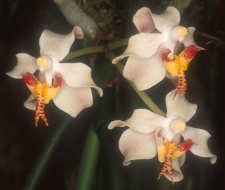 Paraphalaenopsis serpentilingua 