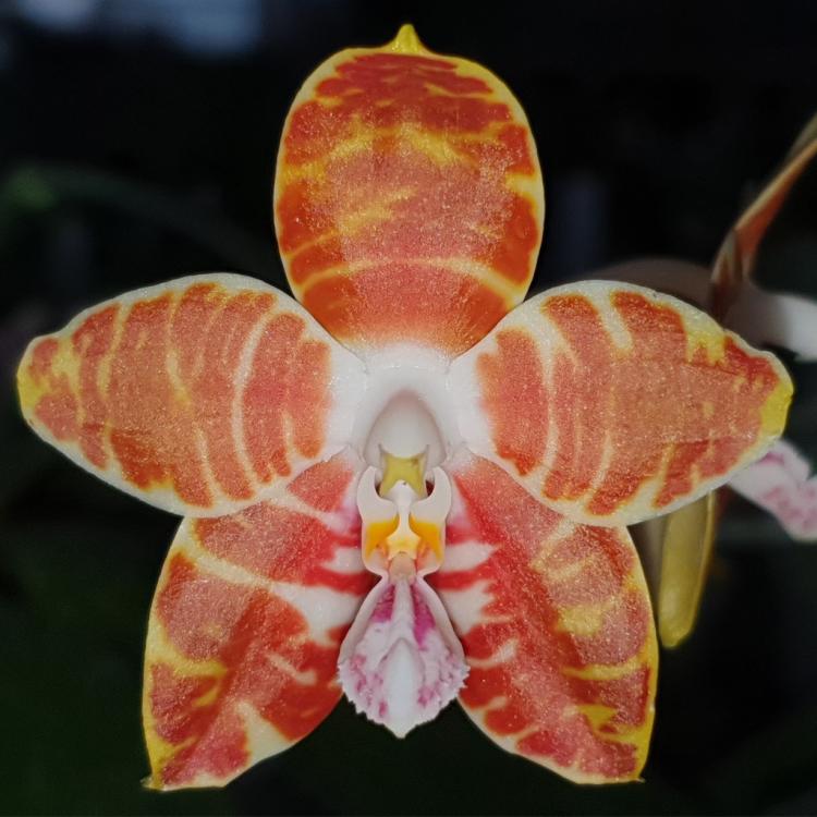 Phalaenopsis Ambonosa 