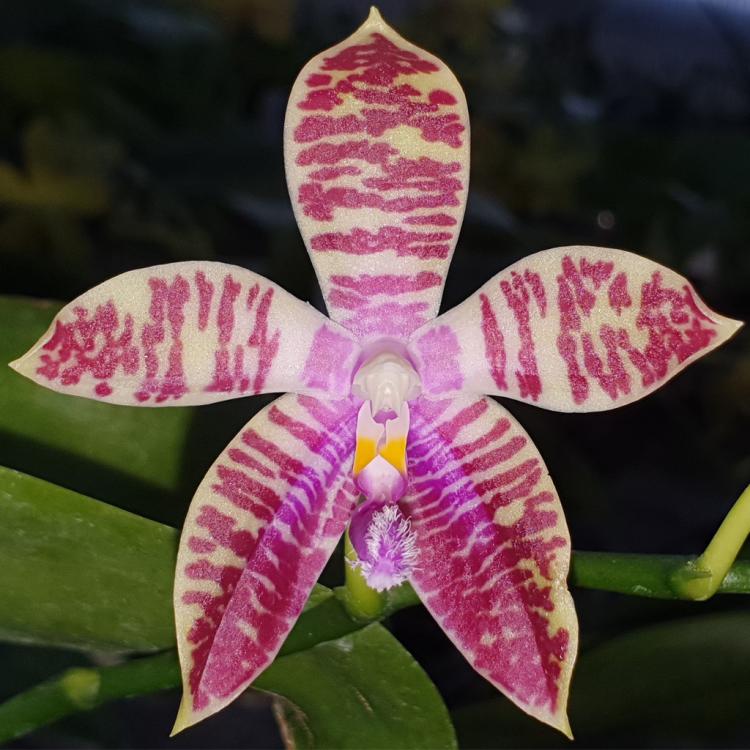 Phalaenopsis (Jennifer Palermo x P. corningiana) x P. corningiana 