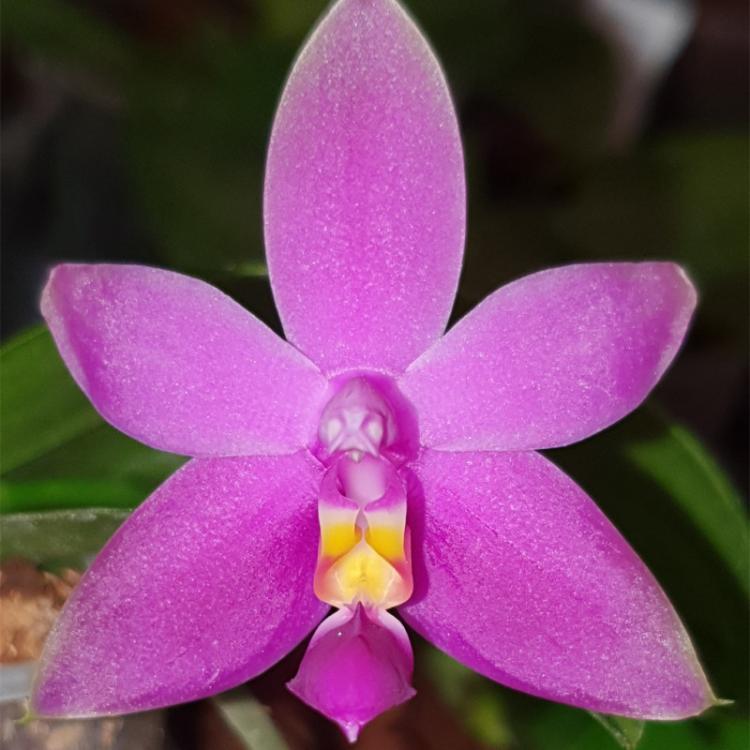 Phalaenopsis violacea 'Malaysia' 