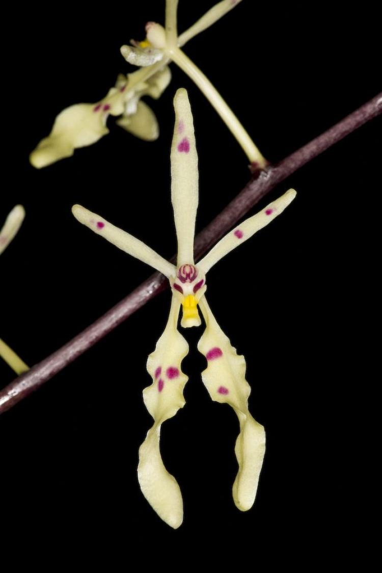 Renanthera citrina 