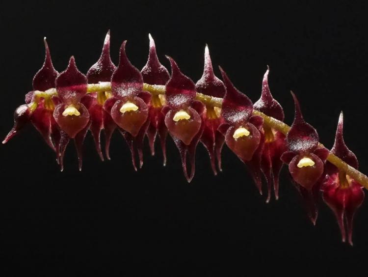 Lepanthopsis acetabulum 