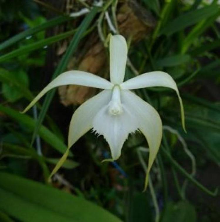 Brassavola 