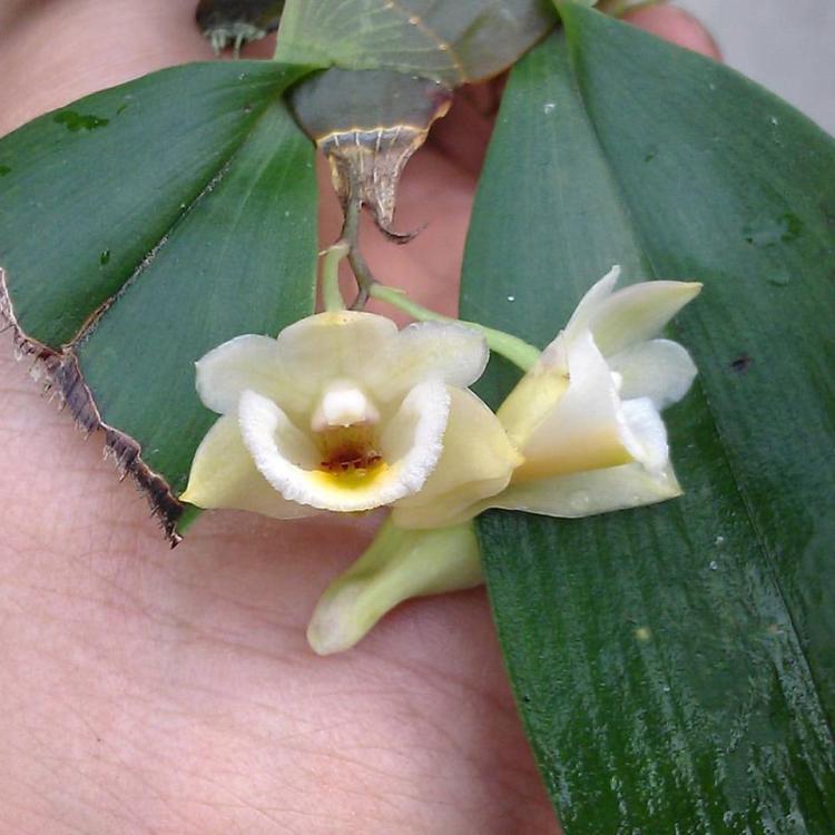 Dendrobium compressum 