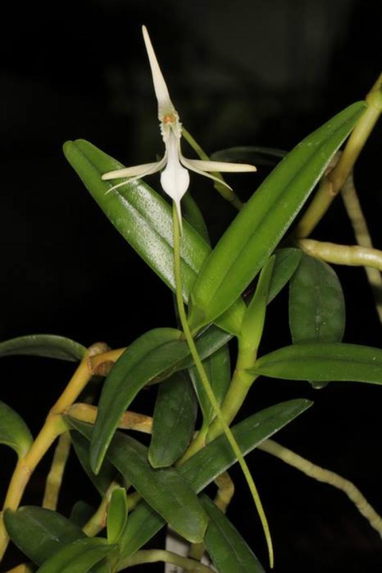 Jumellea stenoglossa 