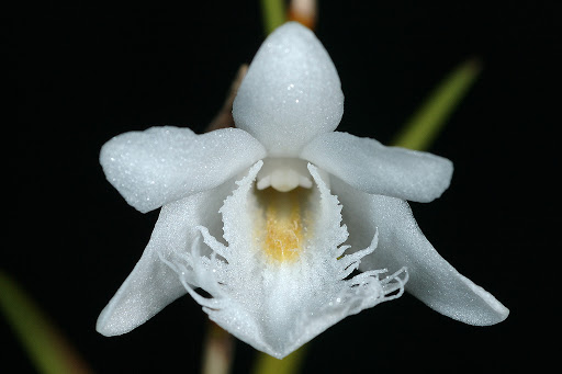 Dendrobium pseudoequitans 