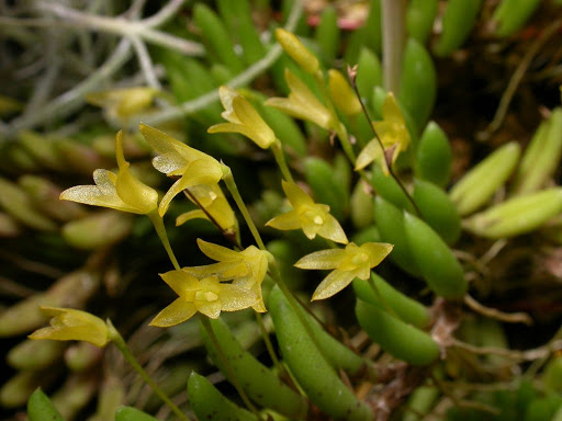<i>Pleurothallis leptotifolia</i>