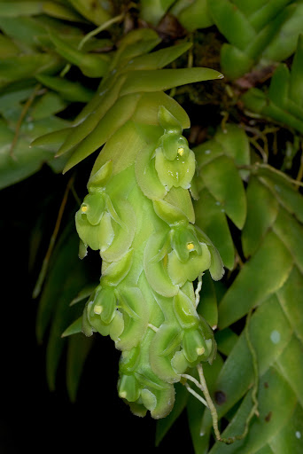 Epidendrum lockhartioides (specie rara!)