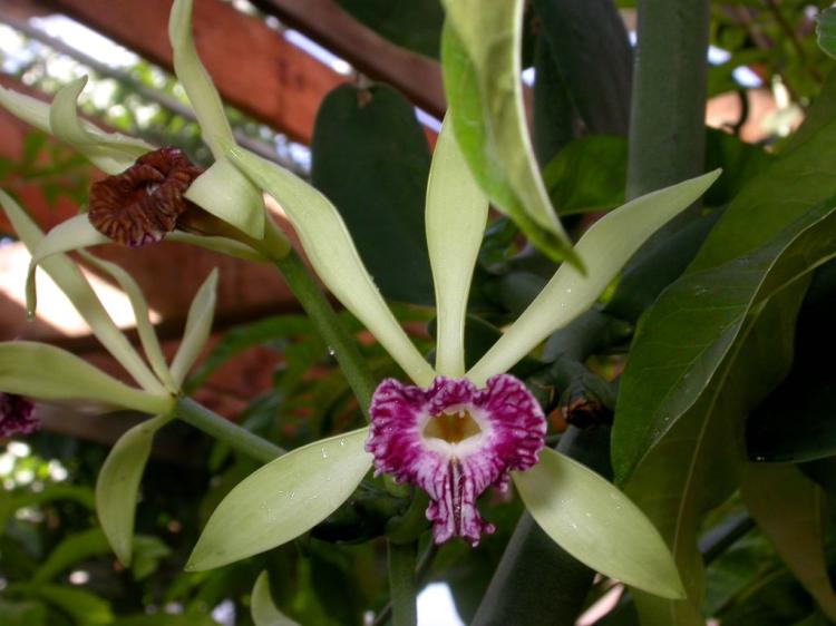 Vanilla imperialis (SPECIE RARA) 
