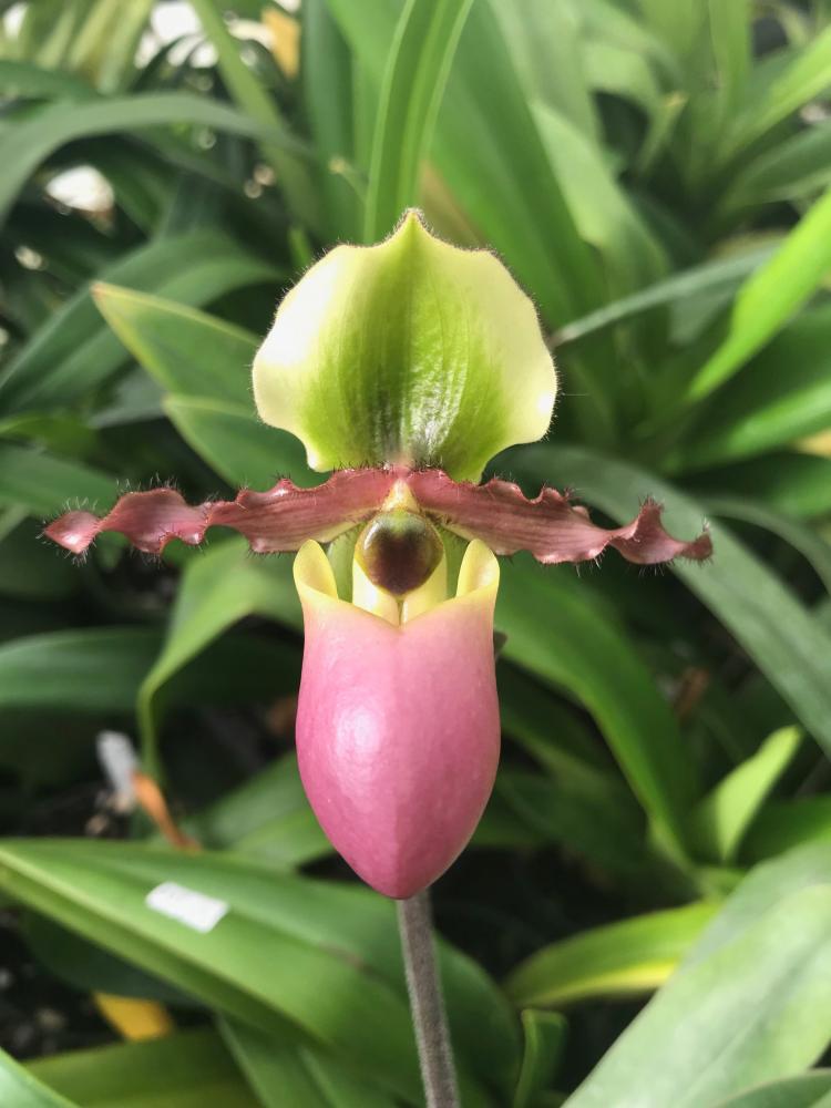 Paphiopedilum victoria-mariae