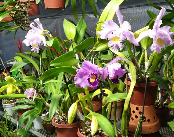 Varesina Orchidee